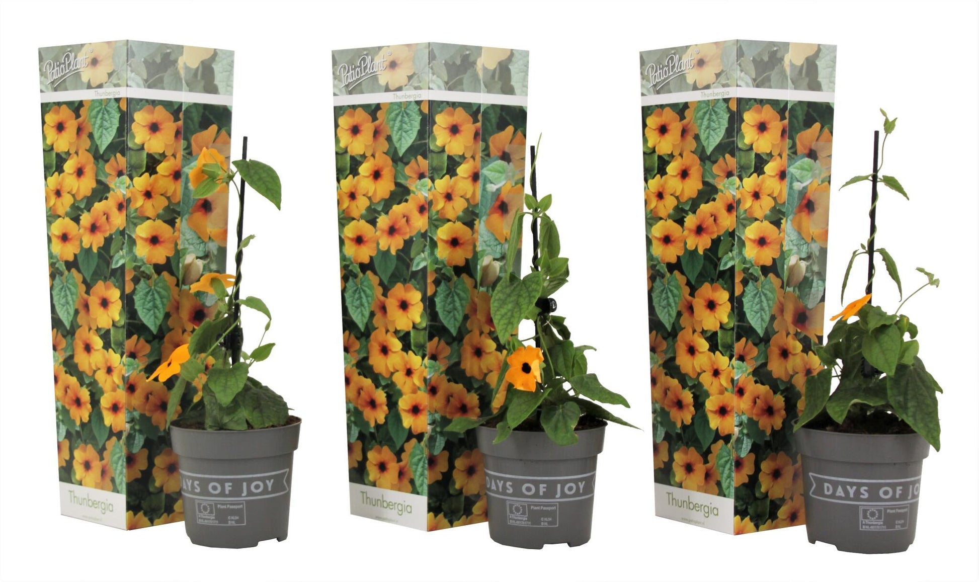 Ojo De Poeta - 3 Pzs - Thunbergia Alata 'new Orange' - Altura 25-40cm - ⌀9cm_0