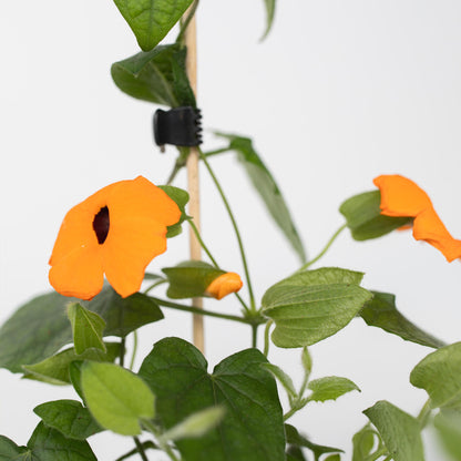Ojo De Poeta - 3 Pzs - Thunbergia Alata 'new Orange' - Altura 25-40cm - ⌀9cm_3