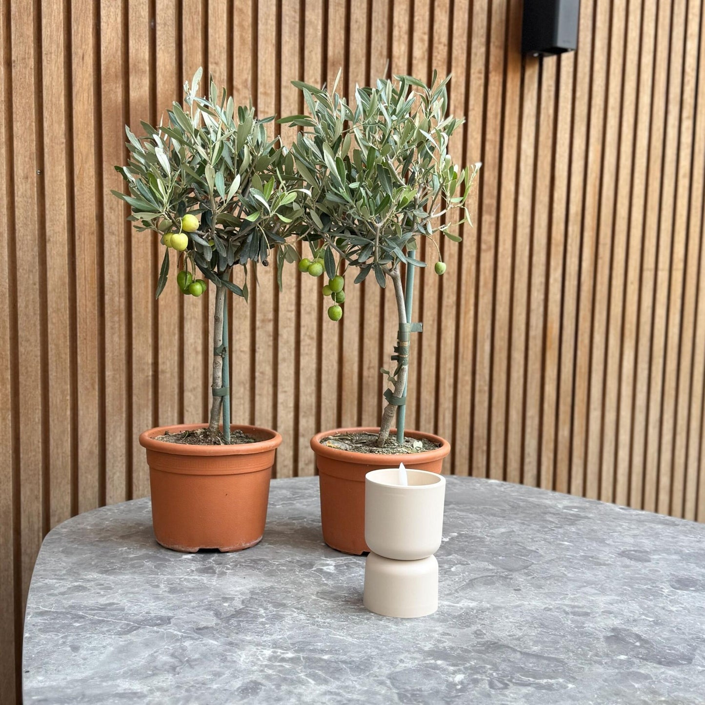 Olivo - 2 Pzs - Olea Europaea - Altura 50-60cm - ⌀14cm_1