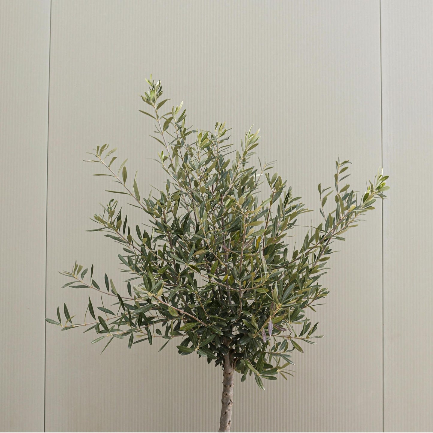 Olivo - 2 Pzs - Olea Europaea - Altura 90-100cm - ⌀21cm_4