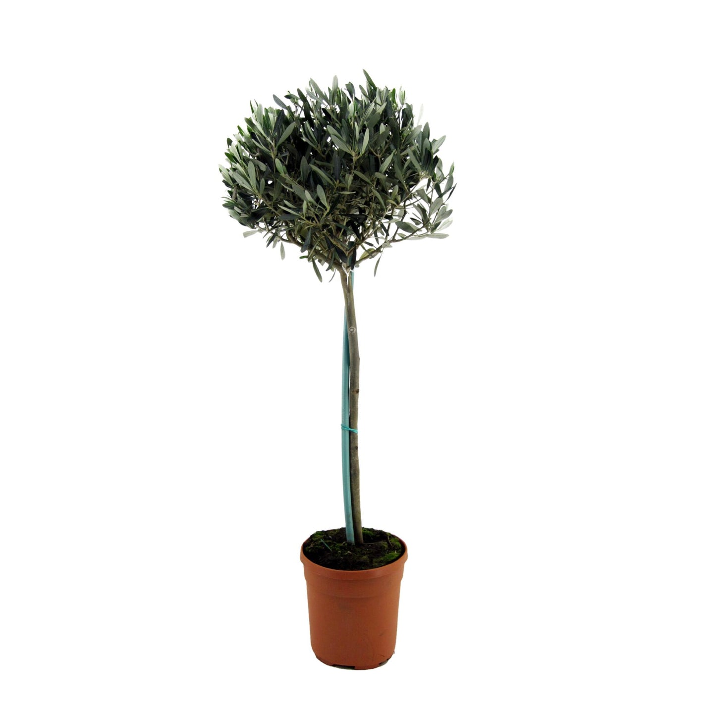 Olivo - Olea Europaea - Altura 155-170cm - ⌀19cm_0
