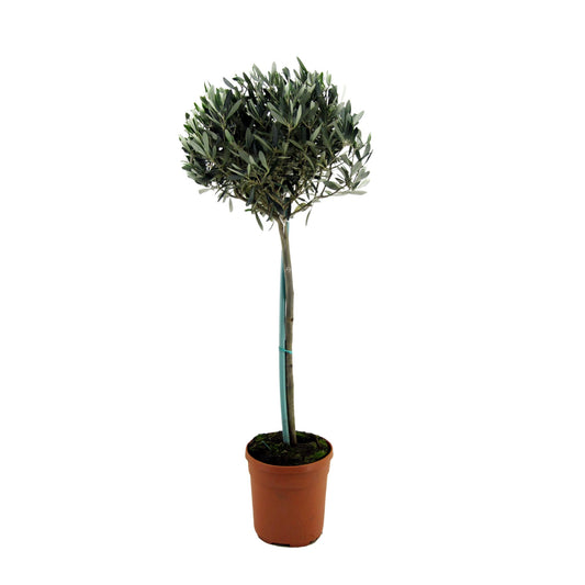 Olivo - Olea Europaea - Altura 155-170cm - ⌀19cm_0