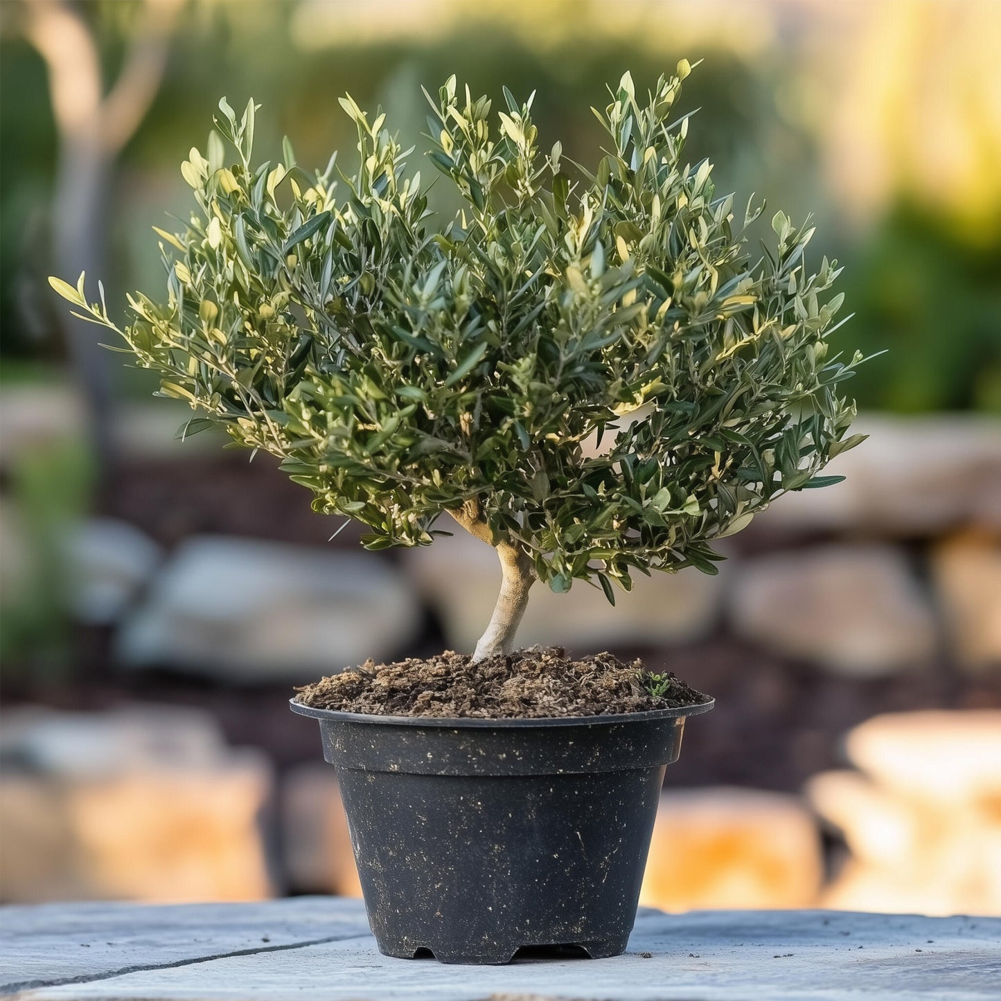Olivo - Olea Europaea - Altura 30-40cm - ⌀21cm_4