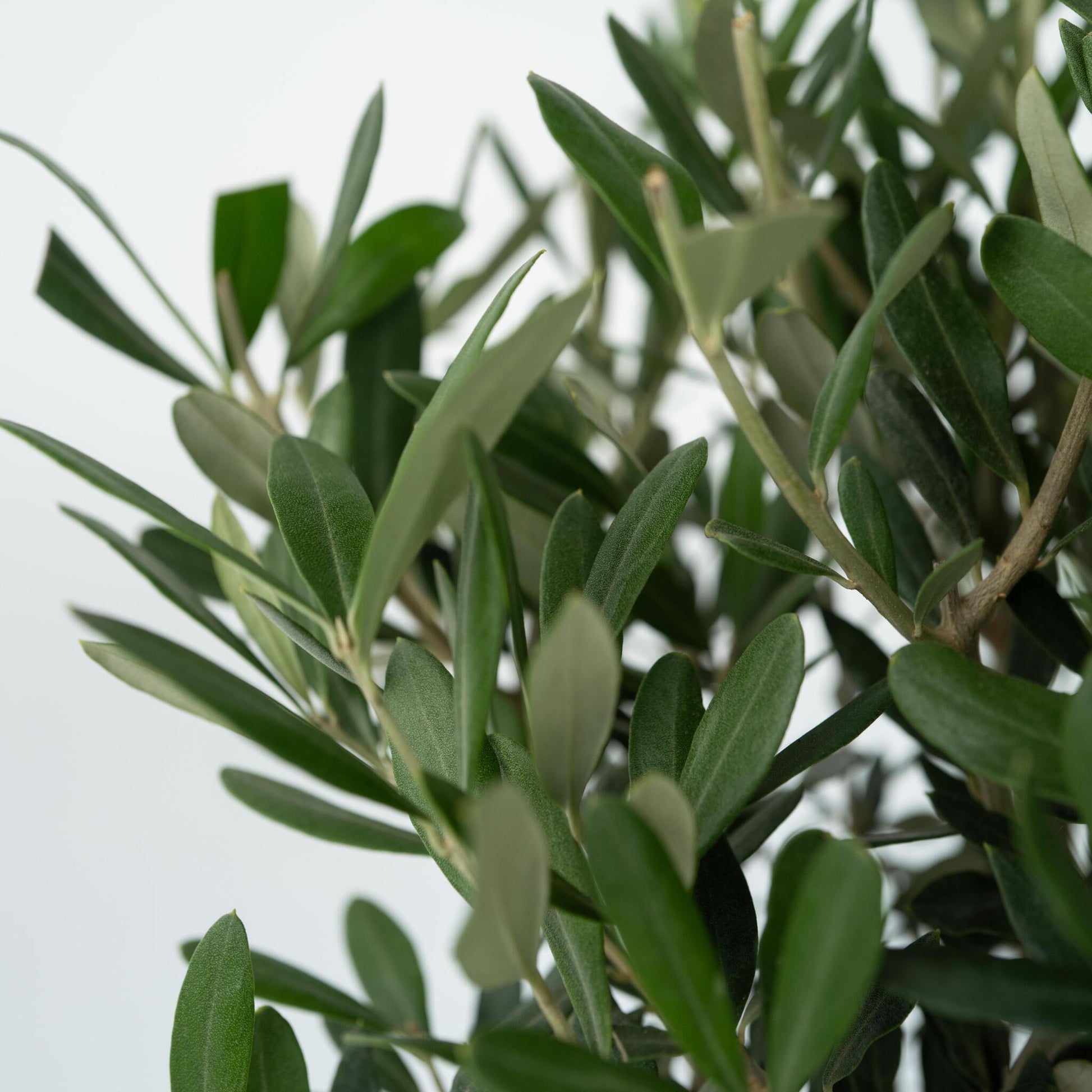 Olivo - Olea Europaea - Altura 60-70cm - ⌀17cm_3