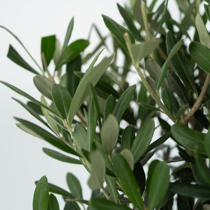 Olivo - Olea Europaea - Altura 90-100cm - ⌀21cm_3