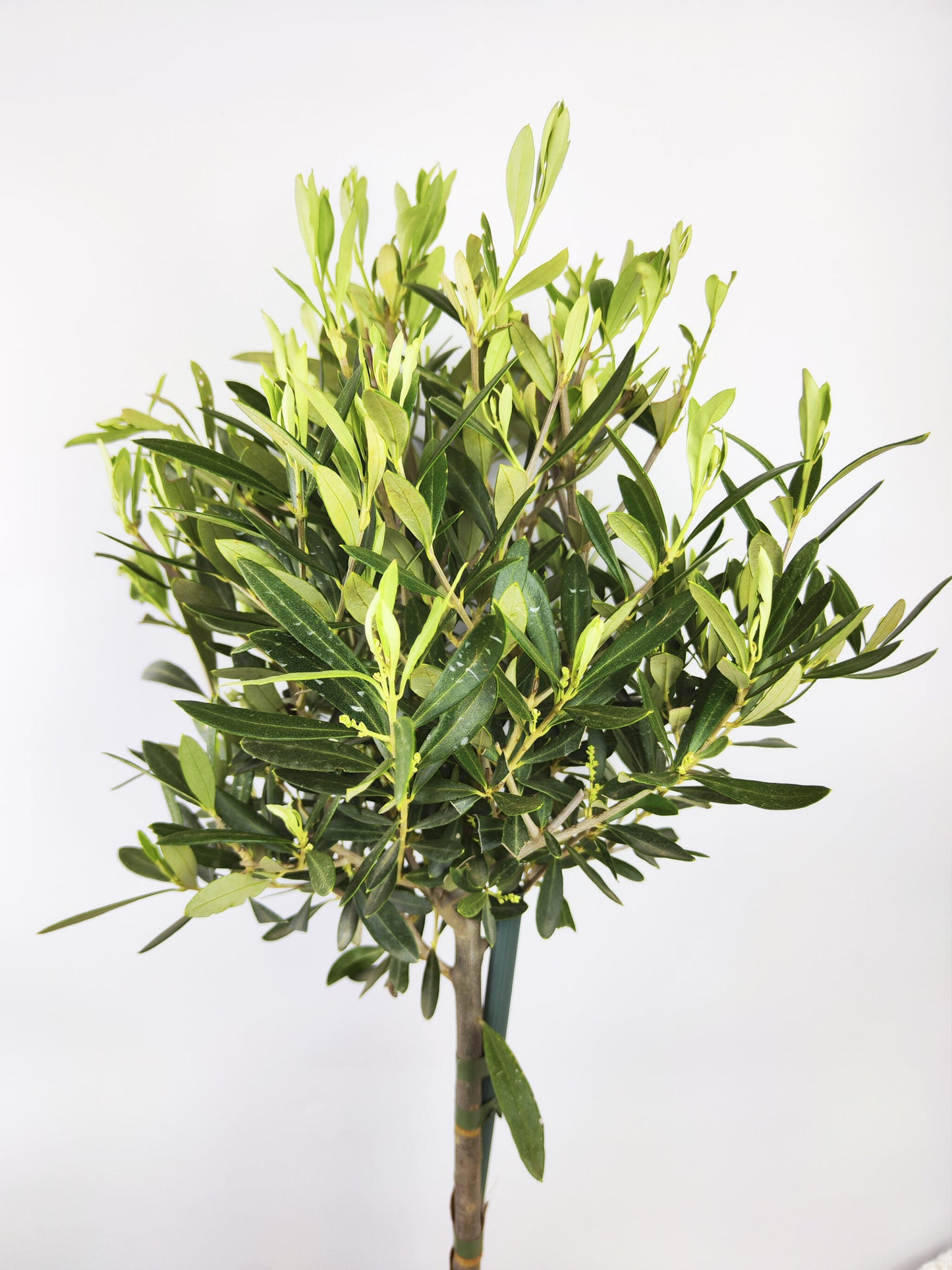 Olivo | Altura 95cm - Diámetro 20cm_1