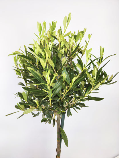 Olivo | Altura 95cm - Diámetro 20cm_1