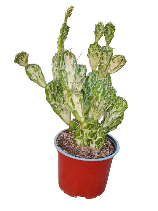 Opuntia Jamaicensis V Ghost Planta Suculenta Natural Ø13_0