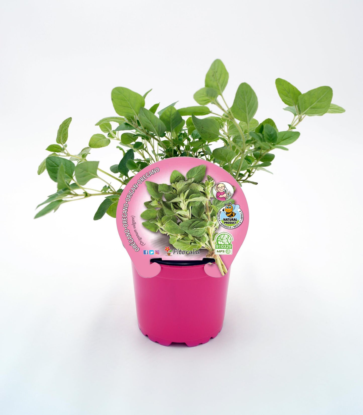 Orégano En Maceta 10,5 Cm. Natural - Fitoralia_0