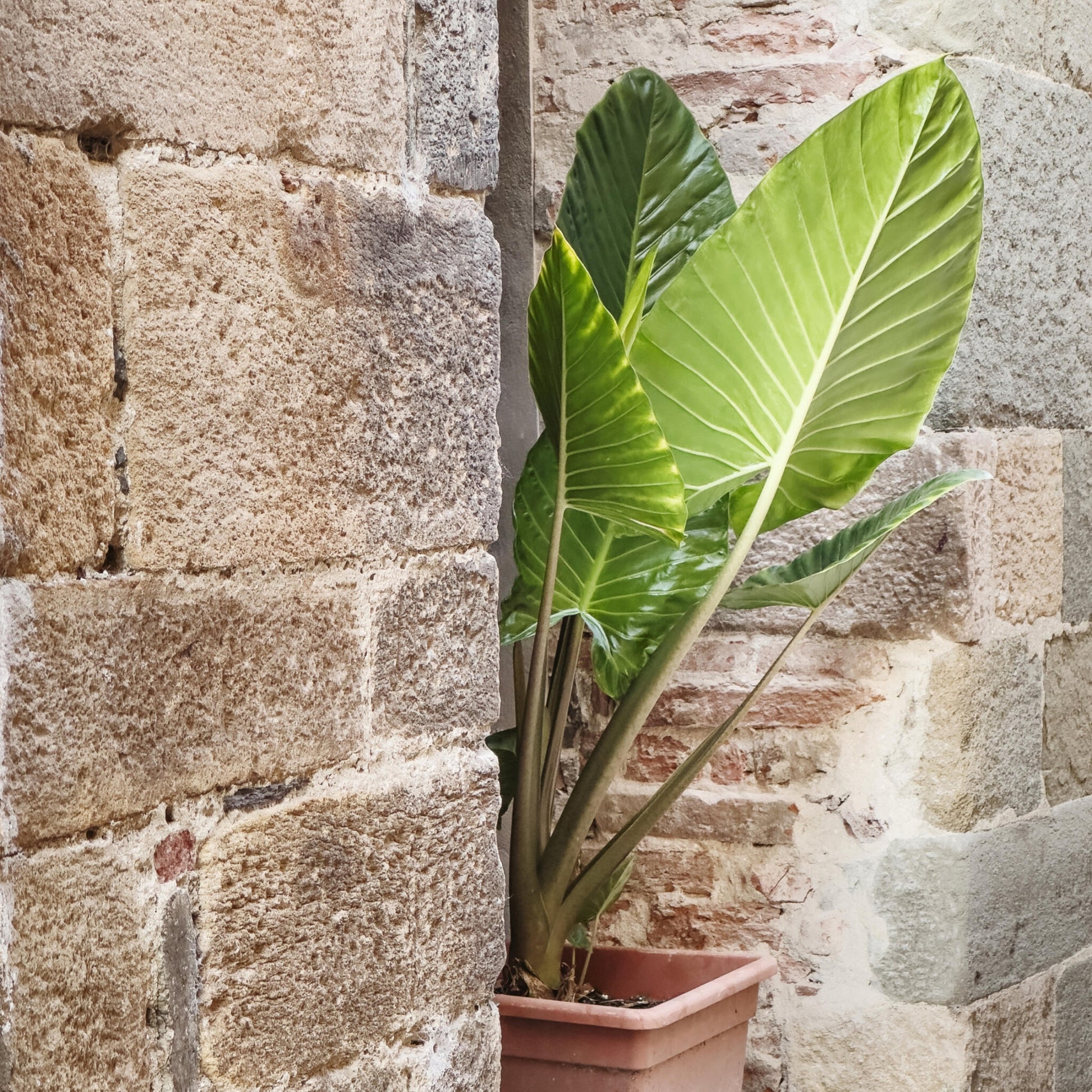 Oreja De Elefante - 2 Pzs - Alocasia 'odora' - Altura 55-75cm - ⌀17cm_1