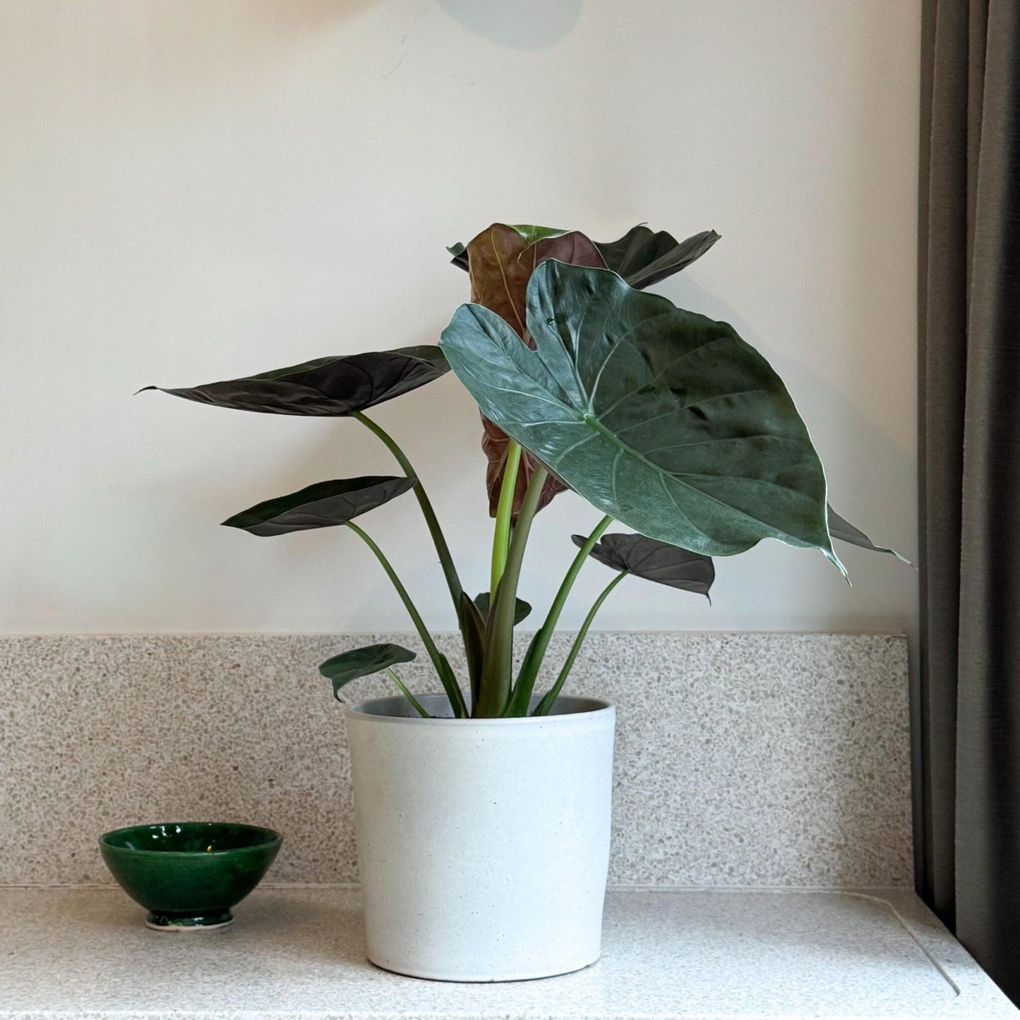 Oreja De Elefante - Alocasia Wentii - Altura 70-80cm - ⌀19cm_1