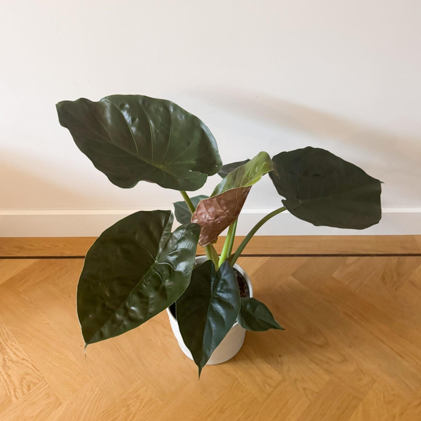Oreja De Elefante - Alocasia Wentii - Altura 70-80cm - ⌀19cm_4