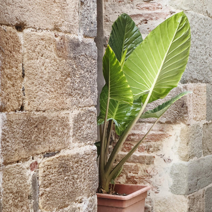 Oreja De Elefante - Alocasia 'odora' - Altura 55-75cm - ⌀17cm_1
