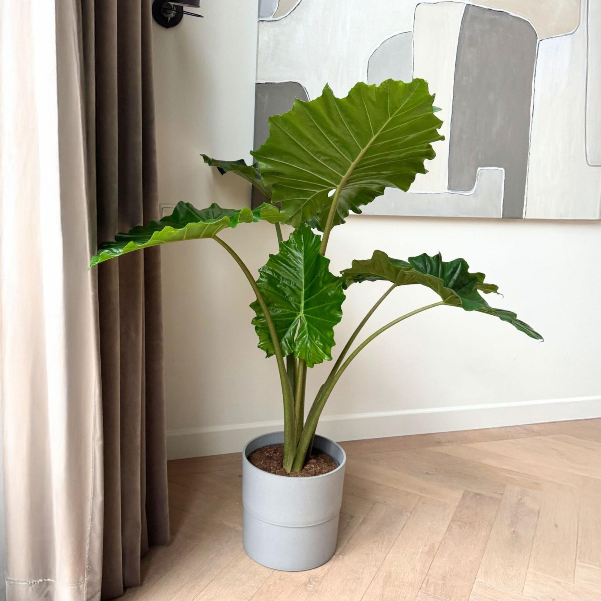 Oreja De Elefante - Alocasia 'portodora' - Altura 110-120cm - ⌀32cm_1