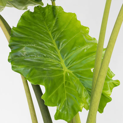 Oreja De Elefante - Alocasia 'portodora' - Altura 110-120cm - ⌀32cm_3