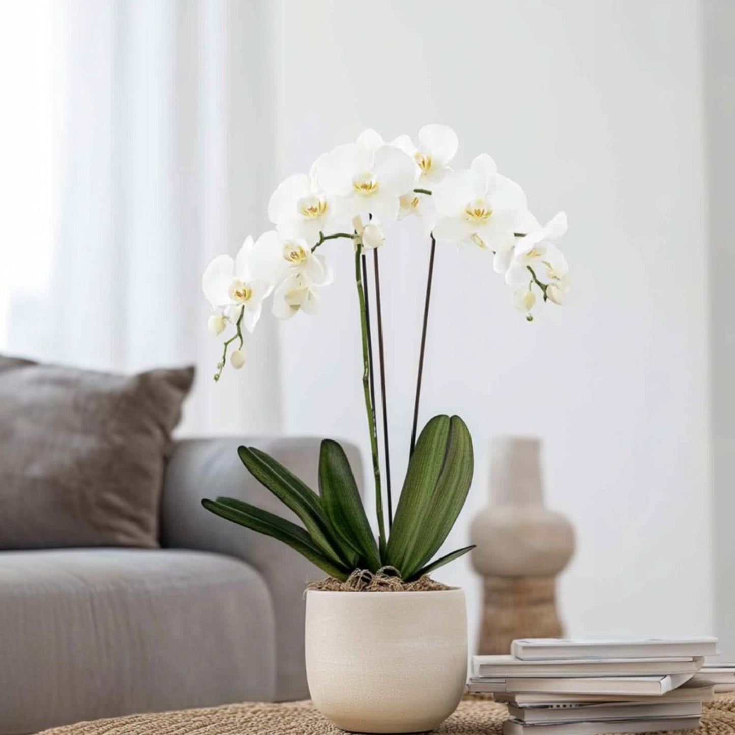 Orqídea Phalaenopsis - Phalaenopsis - Altura 50-60cm - ⌀12cm_1