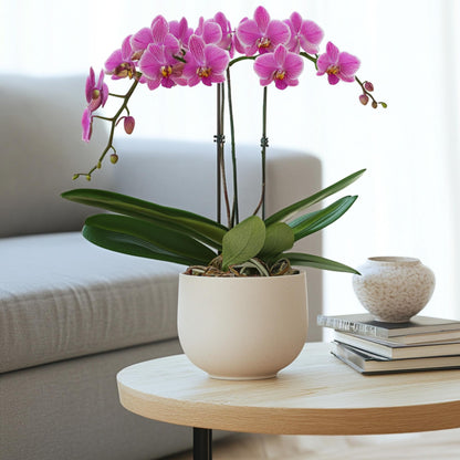 Orqídea Phalaenopsis - Phalaenopsis Multiflora - Altura 35-45cm - ⌀12cm_1