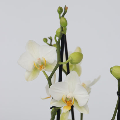 Orqídea Phalaenopsis - Phalaenopsis Multiflora - Altura 35-45cm - ⌀12cm_3
