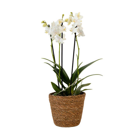 Orquídea Mariposa - Phalaenopsis Multiflora Con Cesta - Altura 35-45cm - ⌀12cm_0