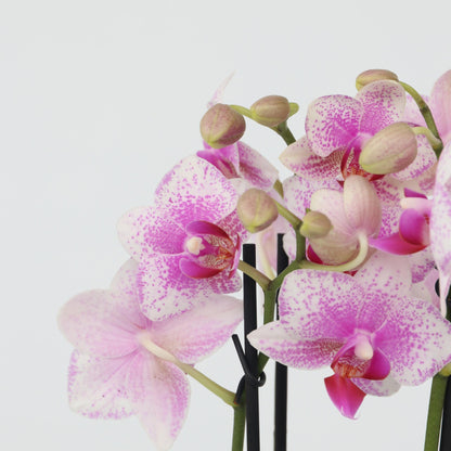 Orquídea Mariposa - Set De 3 - Phalaenopsis Multiflora - Altura 35-45cm - ⌀12cm_3