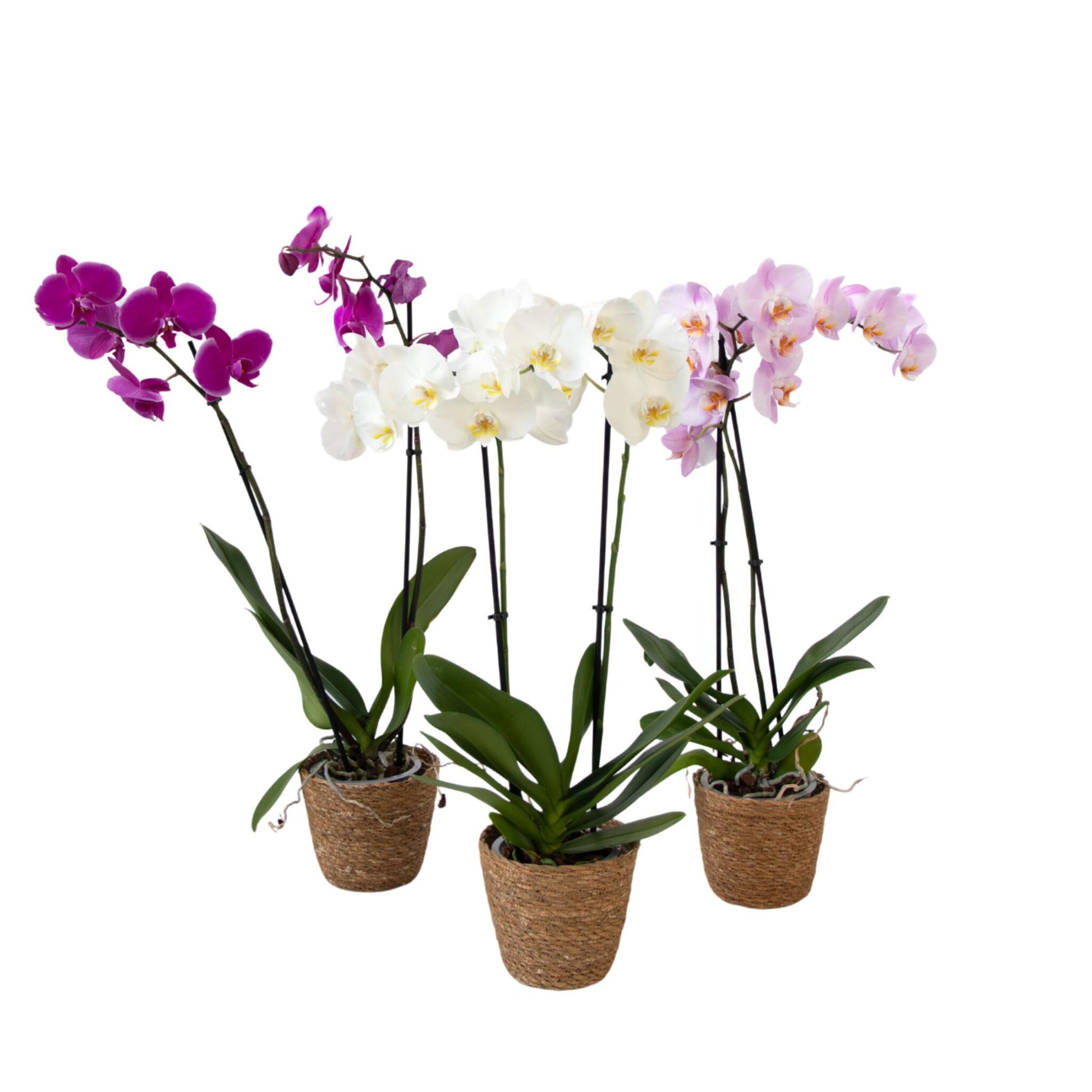 Orquídea Mariposa - X3 - Phalaenopsis En Cesta Deco - Altura 50-60cm - ⌀12cm_0