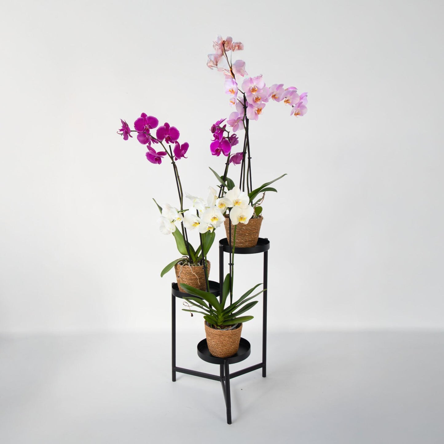 Orquídea Mariposa - X3 - Phalaenopsis En Cesta Deco - Altura 50-60cm - ⌀12cm_1