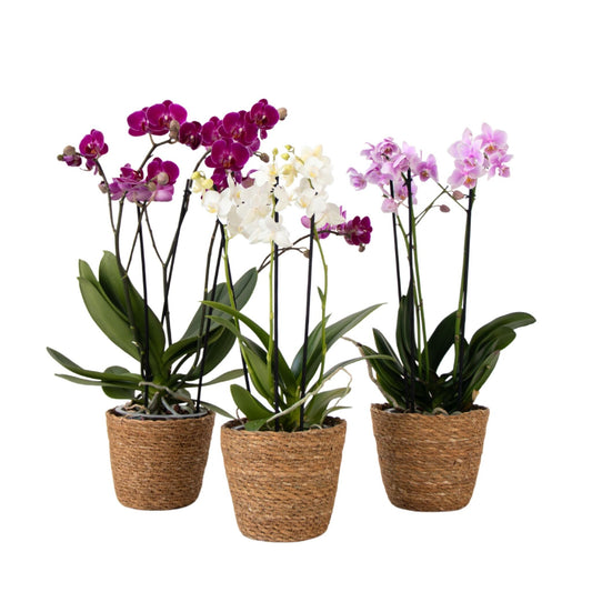 Orquídea Mariposa - X3 - Phalaenopsis Multiflora En Cesta -altura 35-45cm -⌀12cm_0