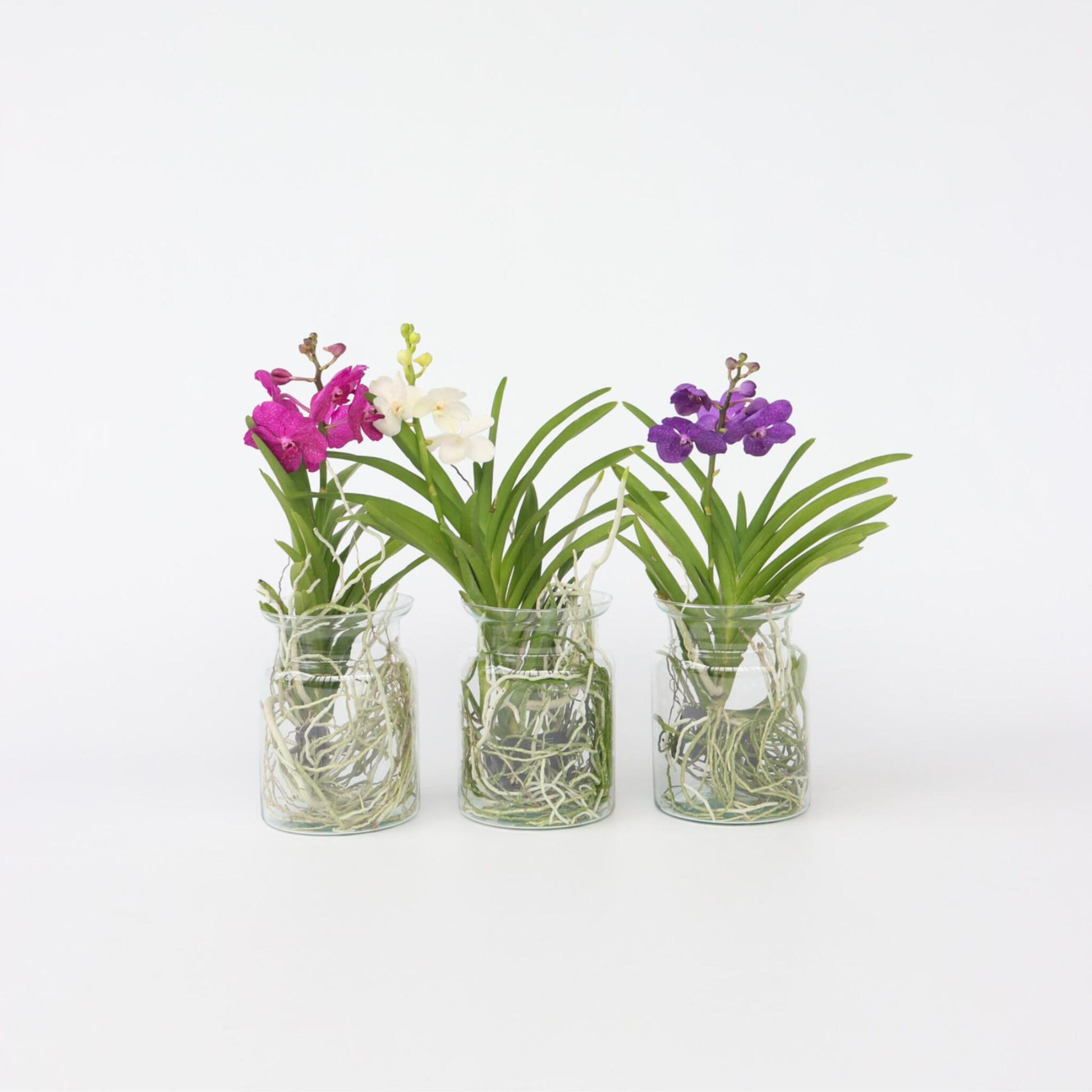 Orquídea Vanda - Vanda 'blue' - Altura 40-50cm - ⌀14cm_1