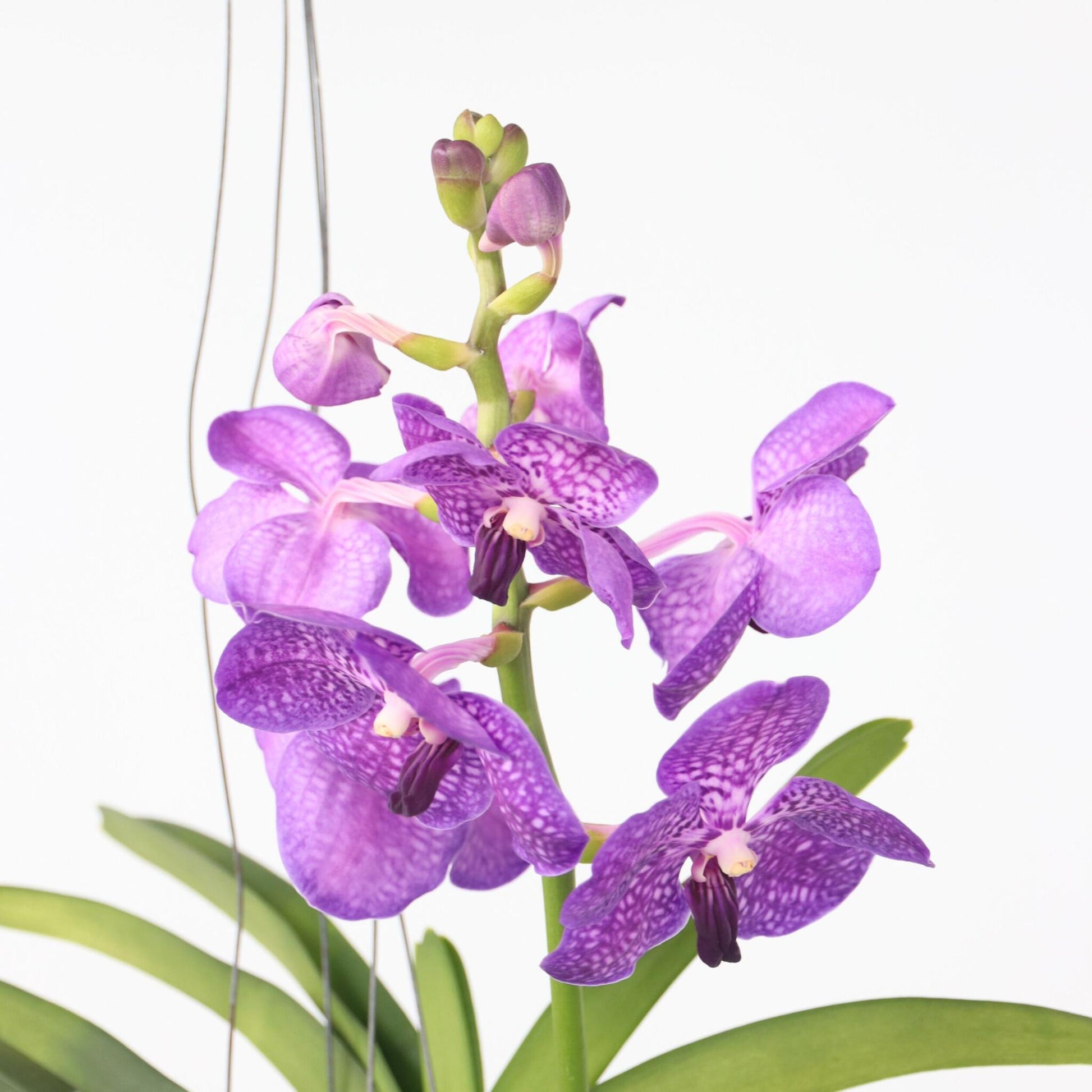 Orquídea Vanda - Vanda 'blue' - Altura 45-55cm - ⌀12cm_3