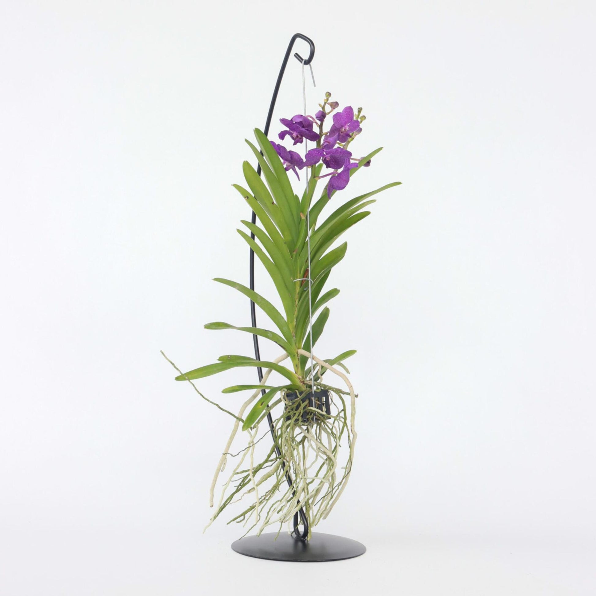 Orquídea Vanda - Vanda 'blue' - Altura 45-55cm_1