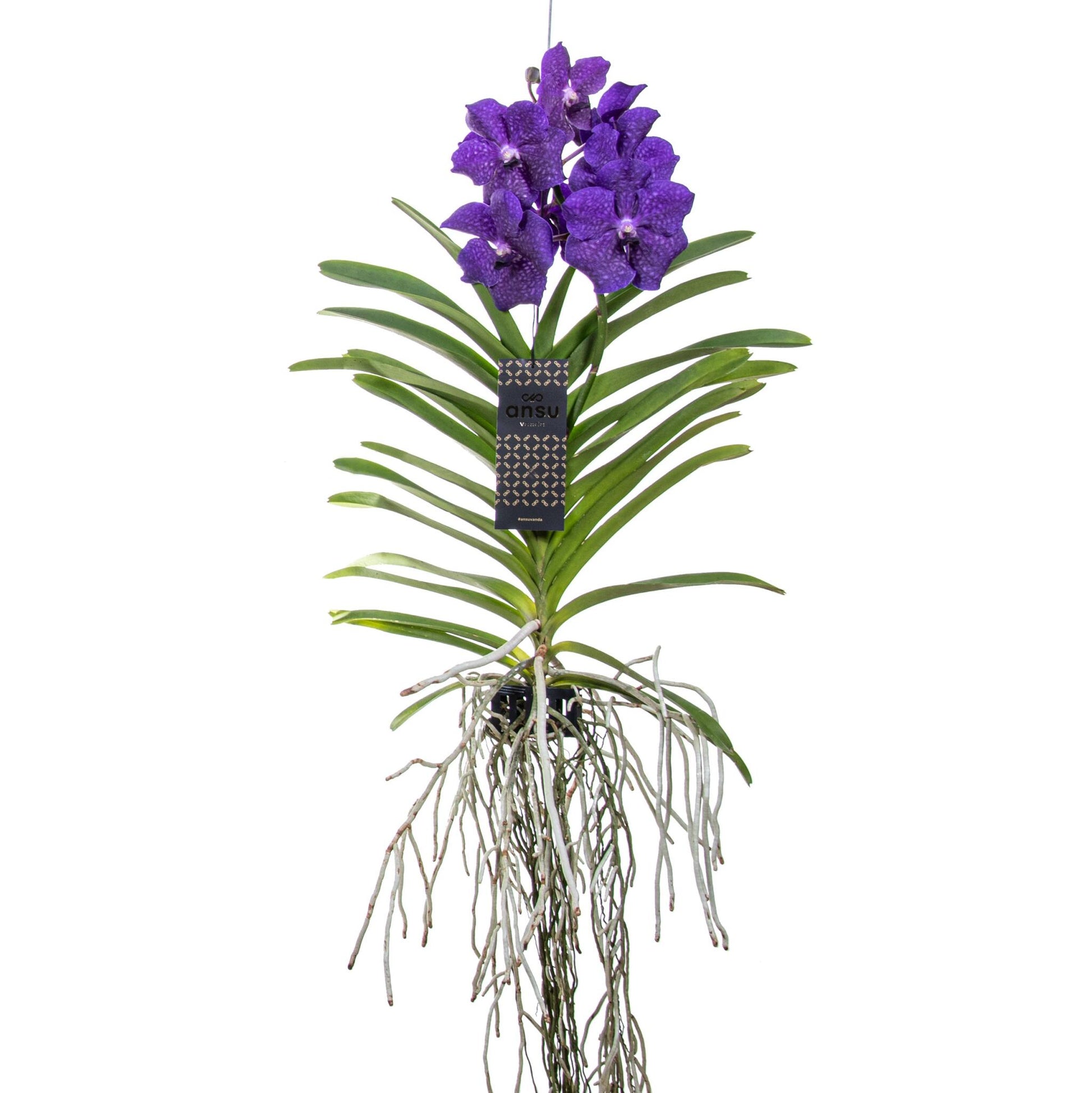 Orquídea Vanda - Vanda 'blue' - Altura 55-65cm_0