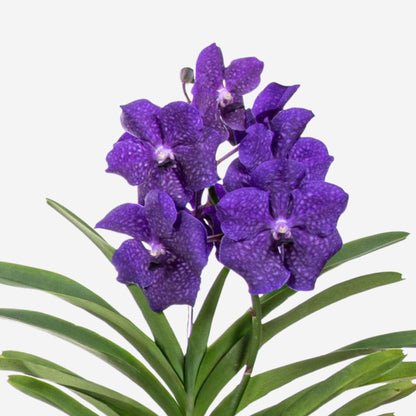 Orquídea Vanda - Vanda 'blue' - Altura 55-65cm_3