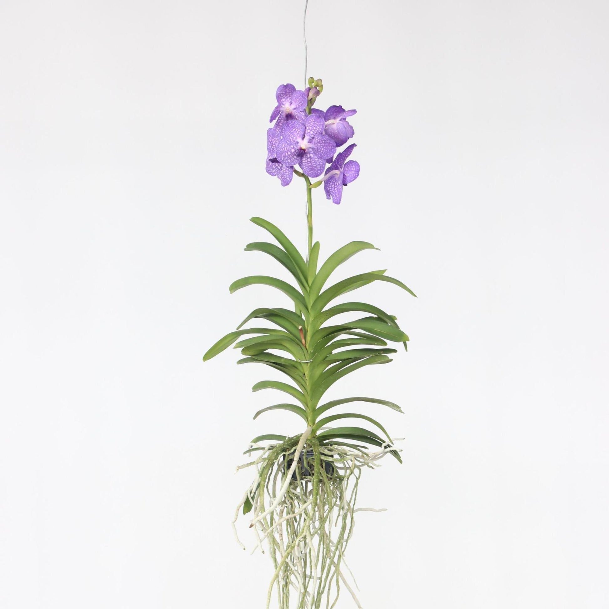 Orquídea Vanda - Vanda 'blue' - Altura 55-65cm_4