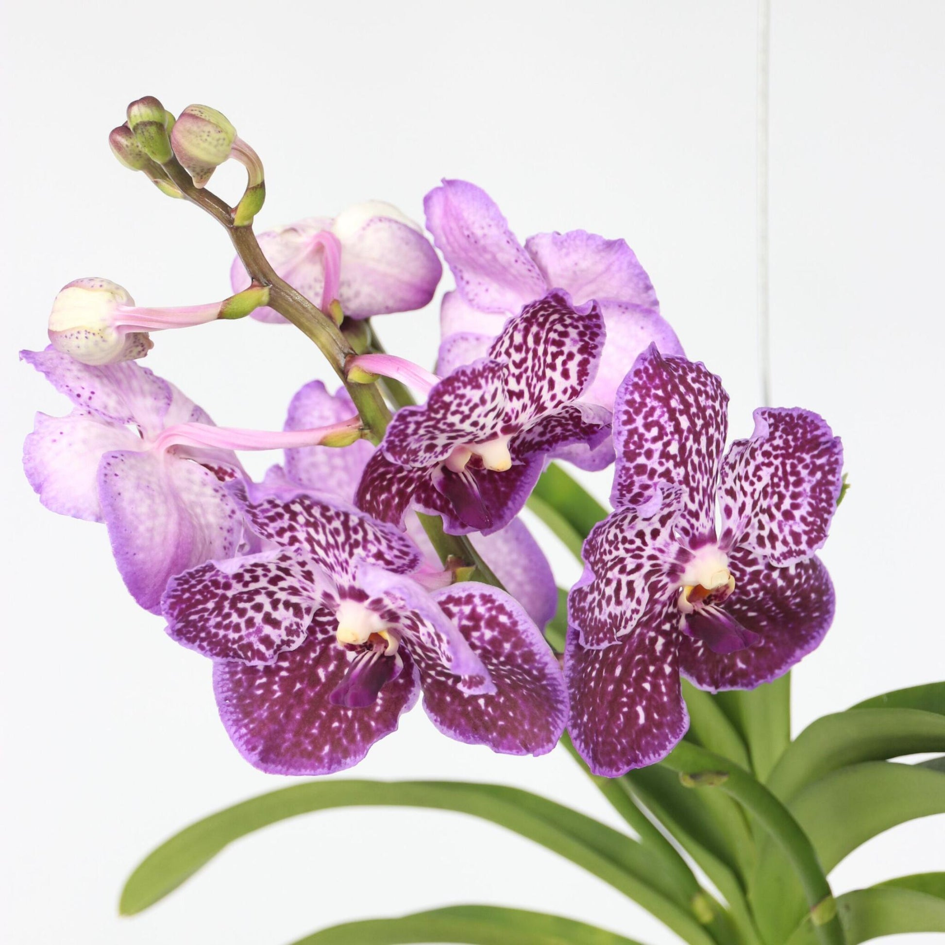 Orquídea Vanda - Vanda 'lilac Beauty' - Altura 85-95cm_3