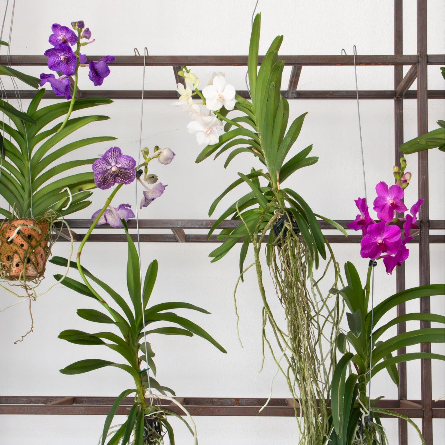 Orquídea Vanda - Vanda 'magic Royal Blue' - Altura 55-65cm_1