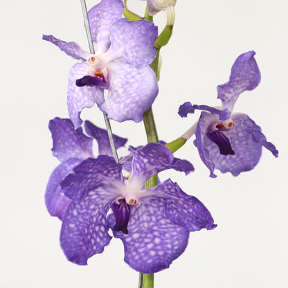Orquídea Vanda - Vanda 'new Blue' - Altura 55-65cm_3