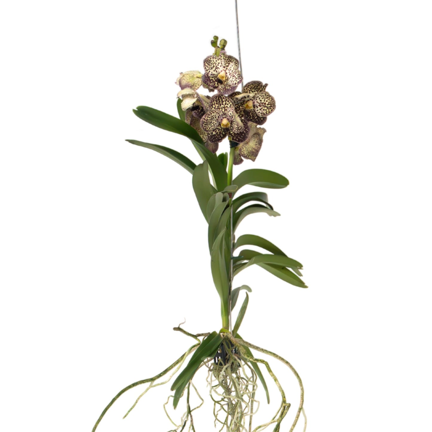 Orquídea Vanda - Vanda 'ocelot Mocha' - Altura 55-65cm_0