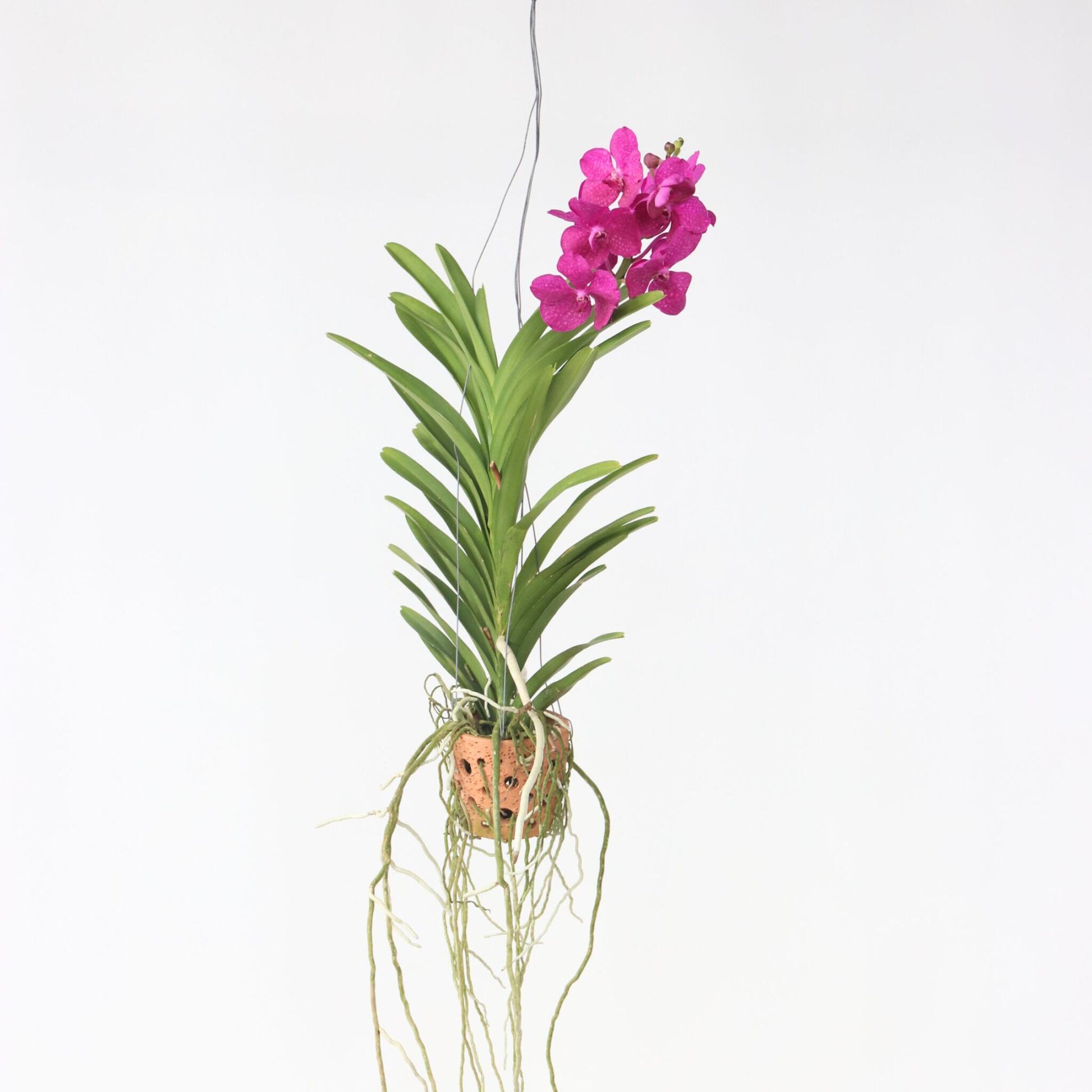 Orquídea Vanda - Vanda 'pink' - Altura 45-55cm - ⌀12cm_4