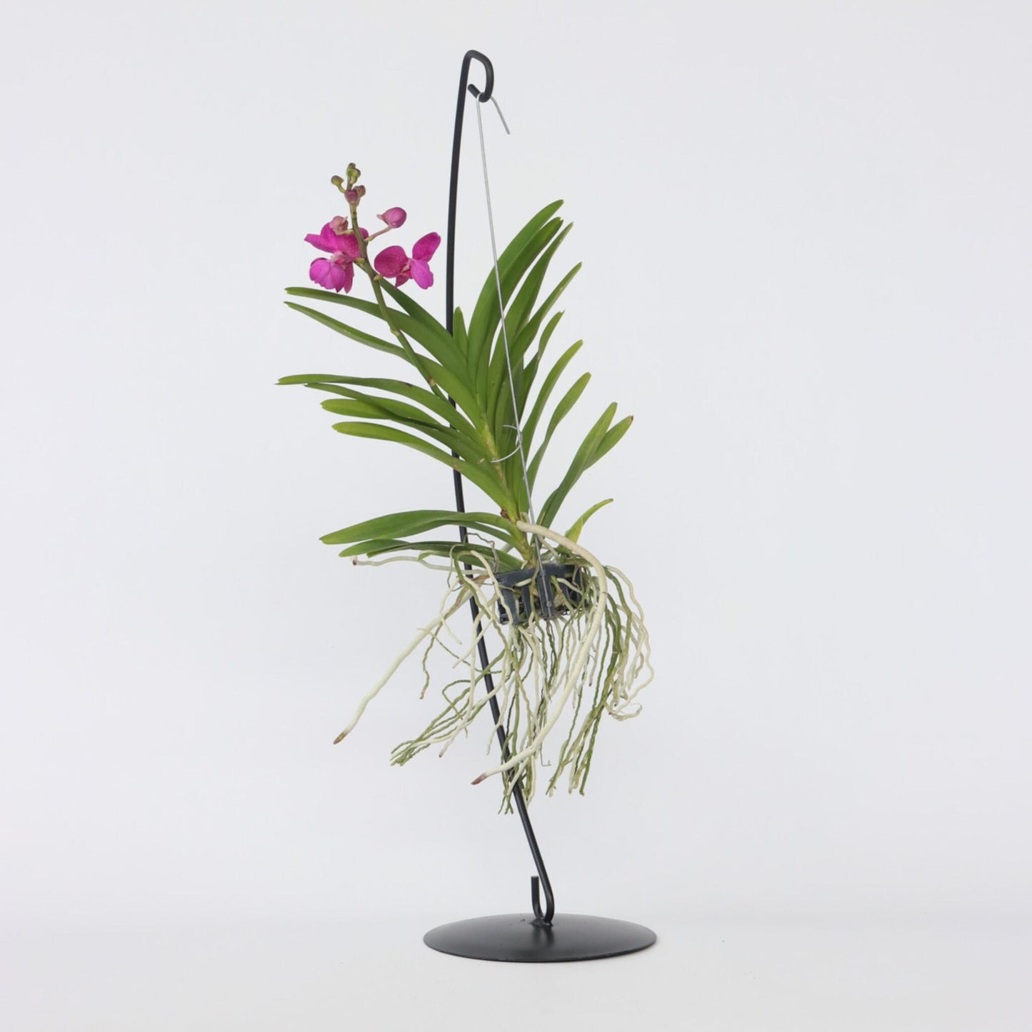 Orquídea Vanda - Vanda 'pink' - Altura 45-55cm_1