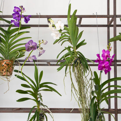 Orquídea Vanda - Vanda 'pink' - Altura 45-55cm_1