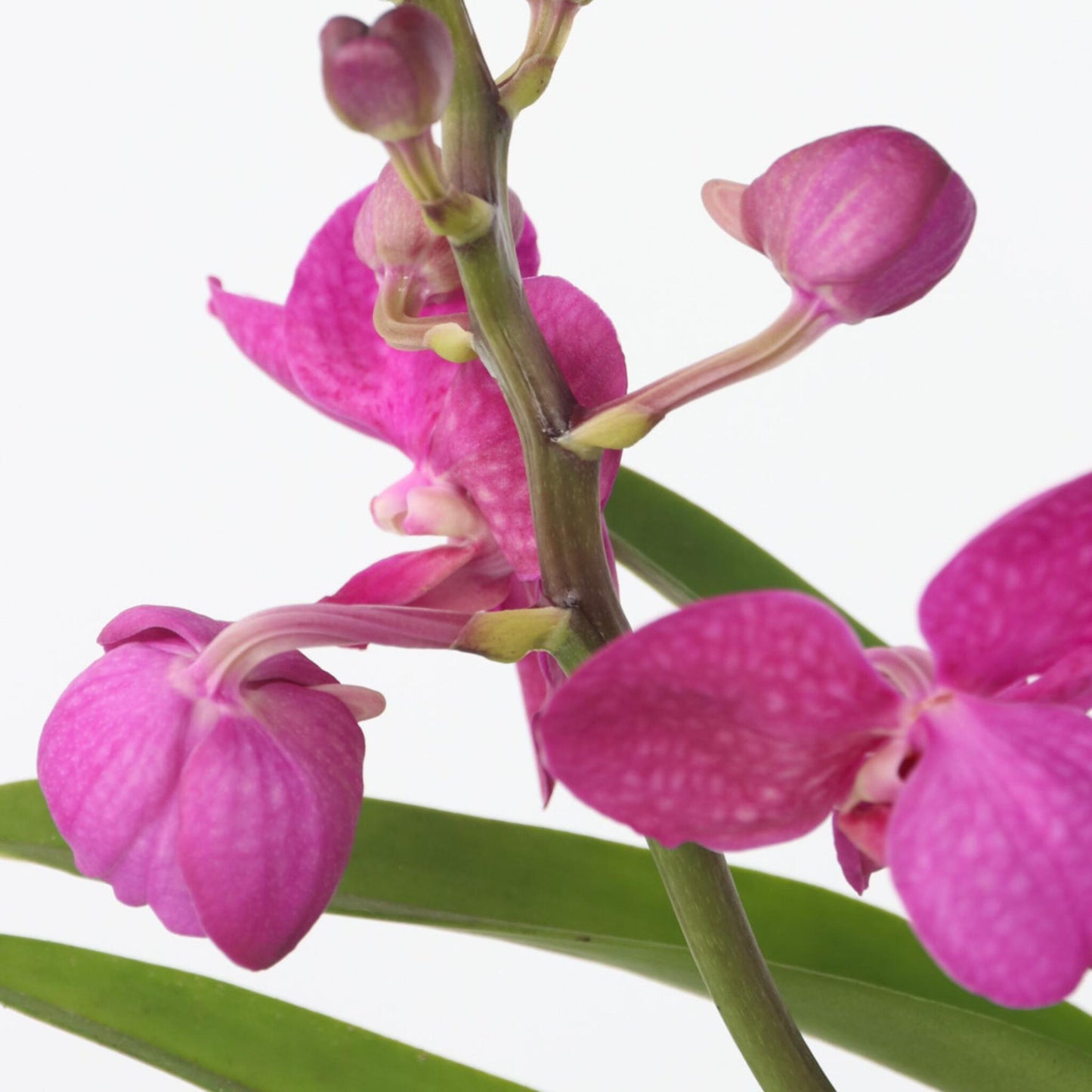Orquídea Vanda - Vanda 'pink' - Altura 45-55cm_3