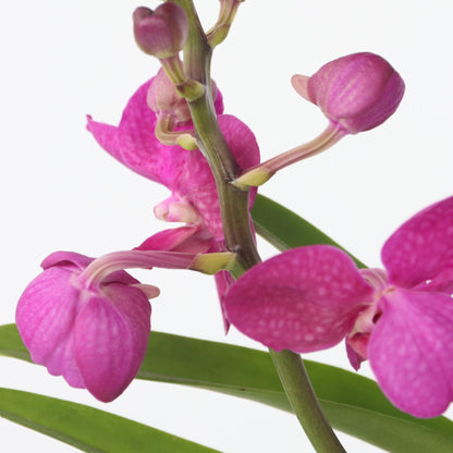 Orquídea Vanda - Vanda 'pink' - Altura 45-55cm_3