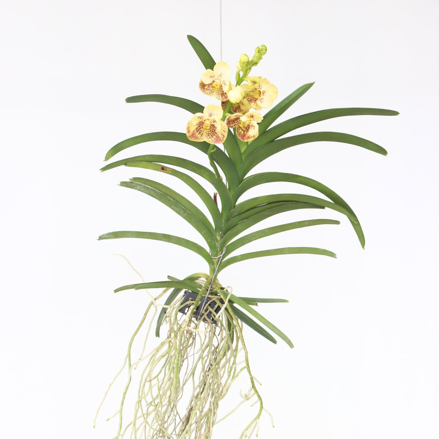 Orquídea Vanda - Vanda 'sunanda Yellow Henna' - Altura 65-75cm_1