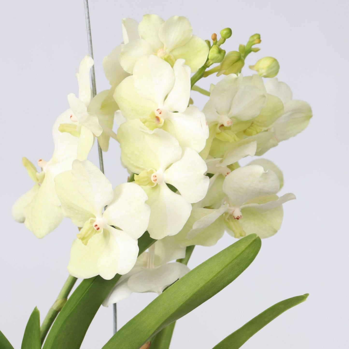 Orquídea Vanda - Vanda 'tayanee White' - Altura 45-55cm_3