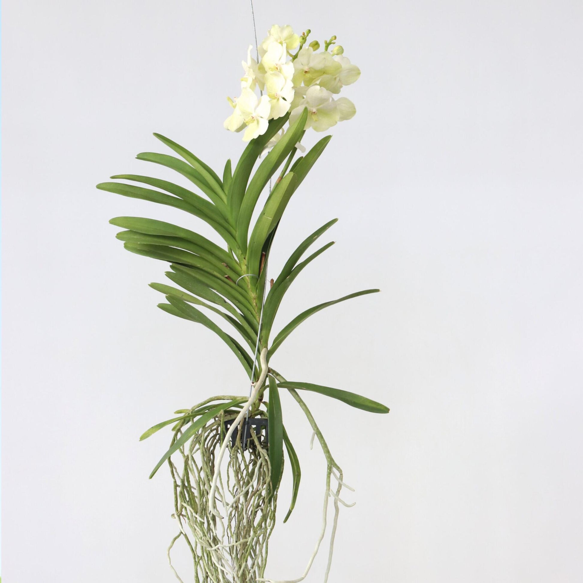 Orquídea Vanda - Vanda 'tayanee White' - Altura 45-55cm_4