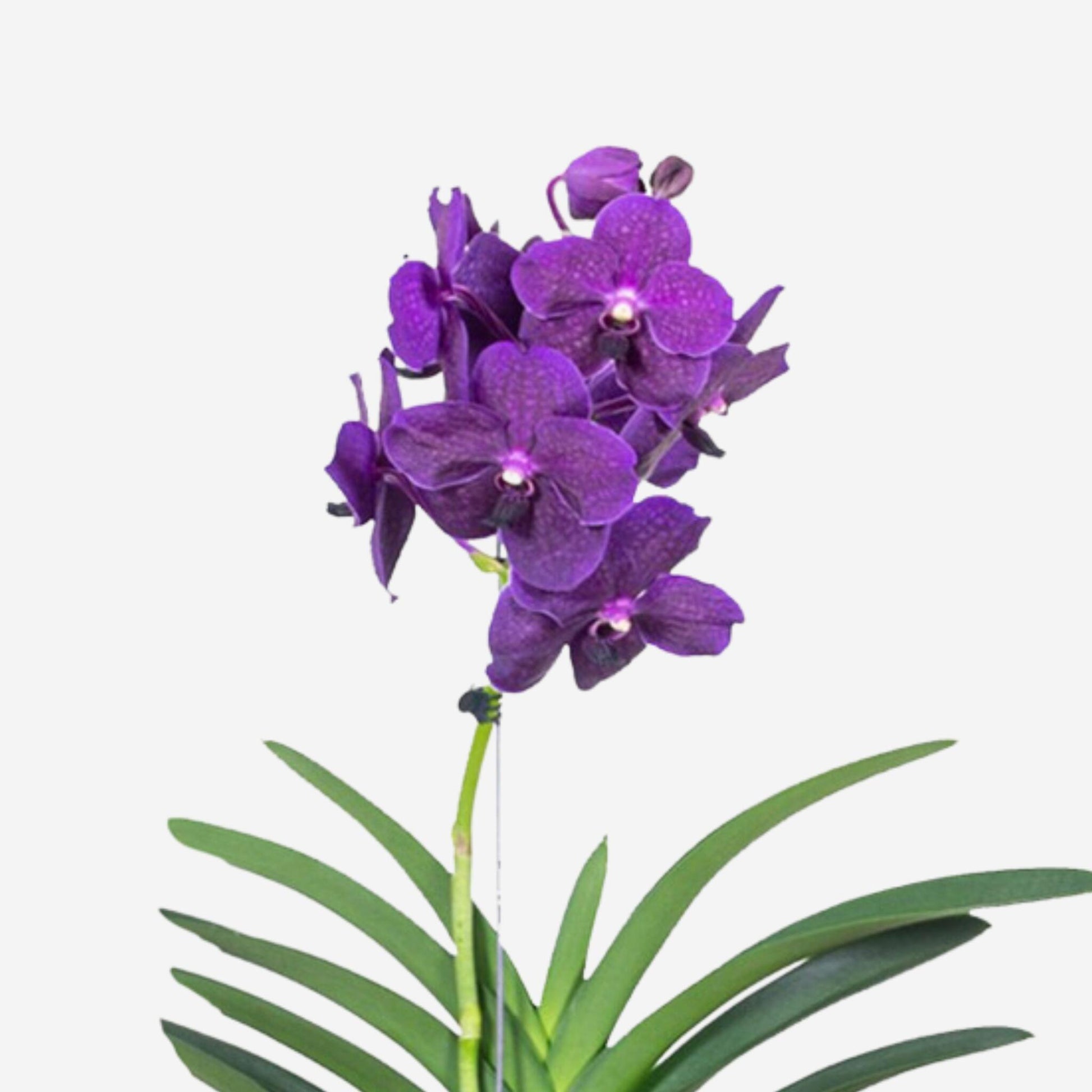 Orquídea Vanda - Vanda 'velvet Blackberry' - Altura 80-90cm_4