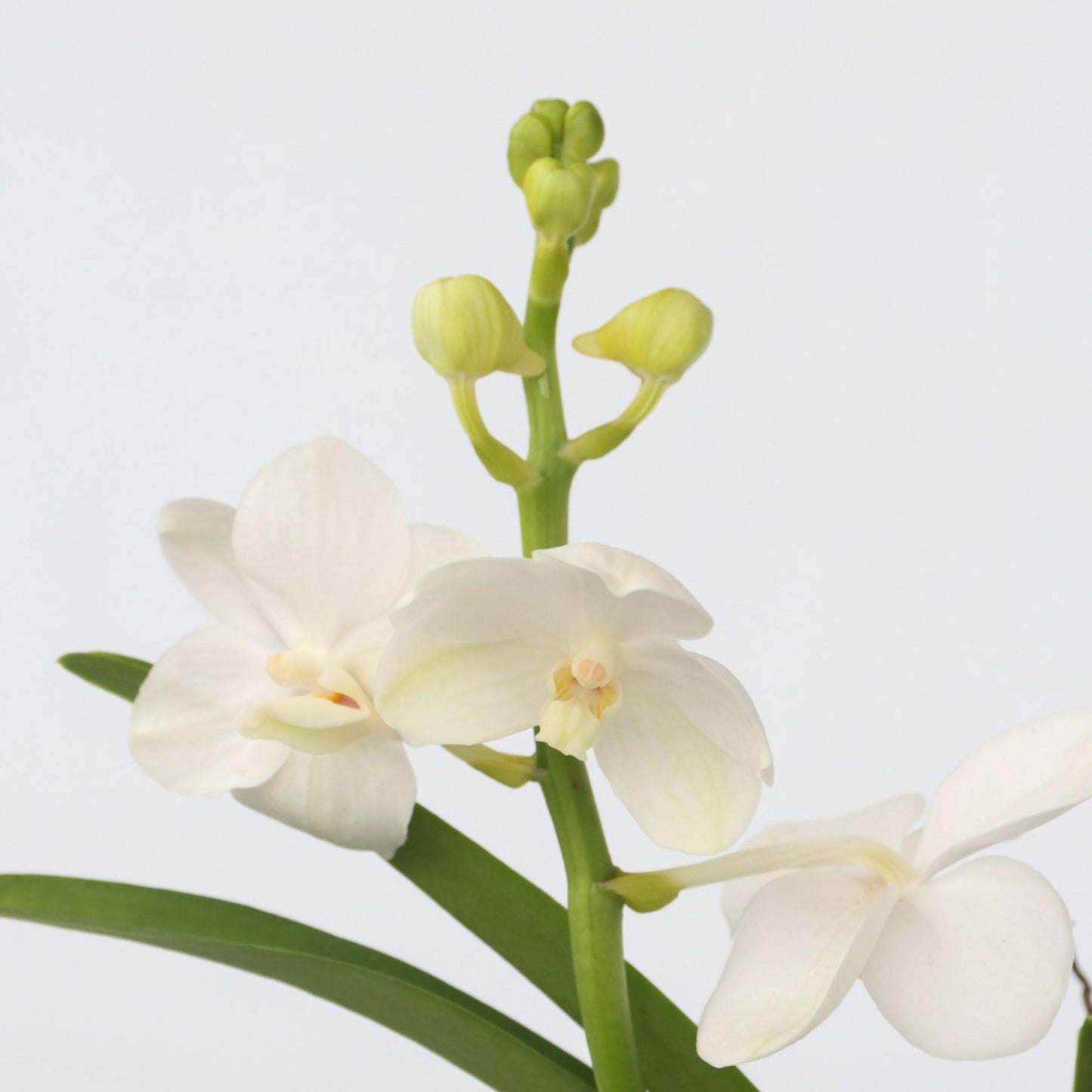 Orquídea Vanda - Vanda 'white' - Altura 40-50cm - ⌀14cm_3