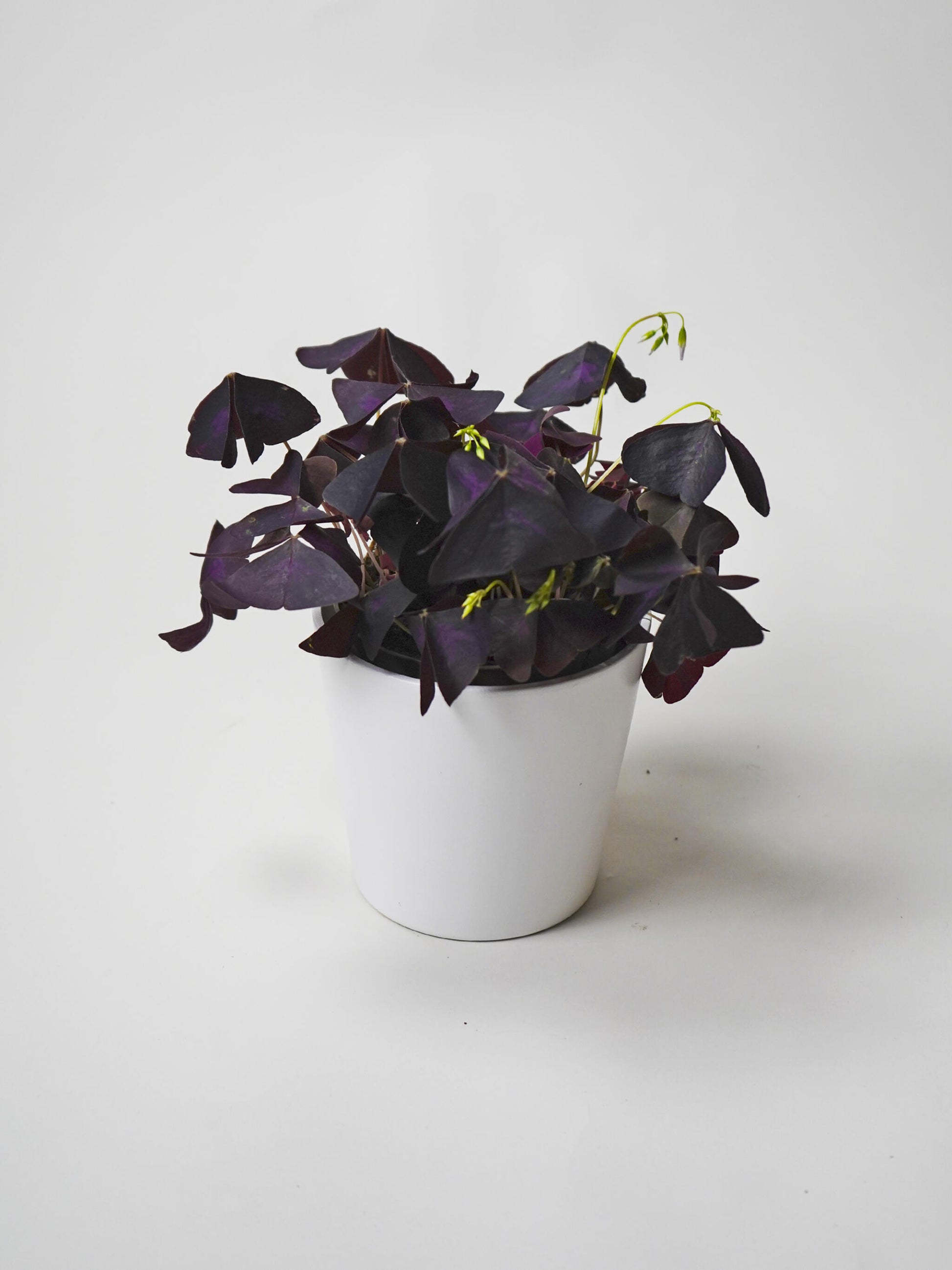 Oxalis Triangularis O Mariposa | Altura 20cm - Diámetro 12cm_0