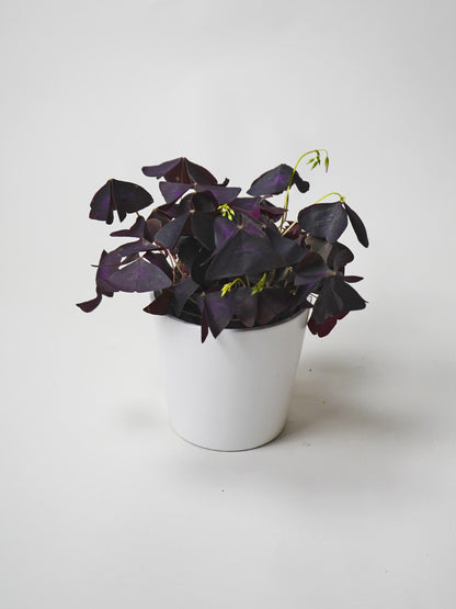 Oxalis Triangularis O Mariposa | Altura 20cm - Diámetro 12cm_0