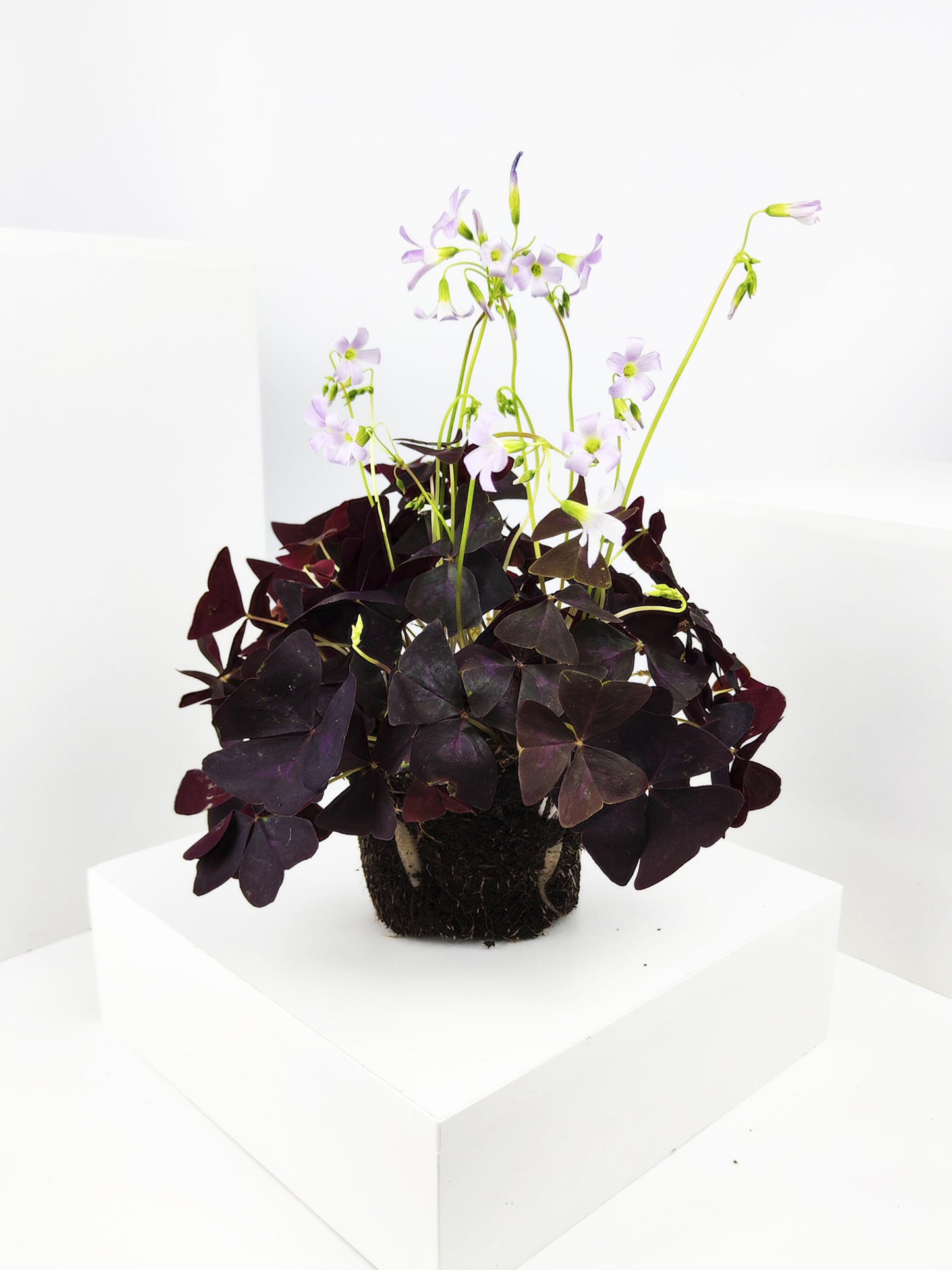 Oxalis Triangularis O Mariposa | Altura 20cm - Diámetro 12cm_2